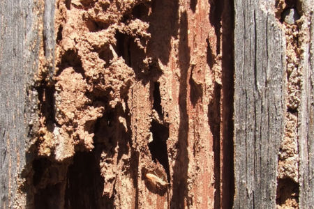 Termite damage signs