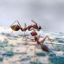 5 Reasons You Have an Ant Problem