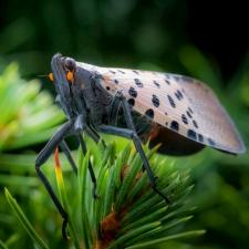 Spotted lanternfly pest control